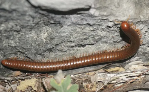 Orthoporus flavior