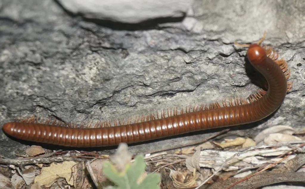 Orthoporus flavior - photo 2