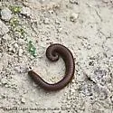 Orthoporus ornatus - photo 4