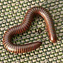 Orthoporus texicolens