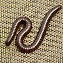 Orthoporus texicolens - photo 2