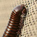 Orthoporus texicolens - photo 3