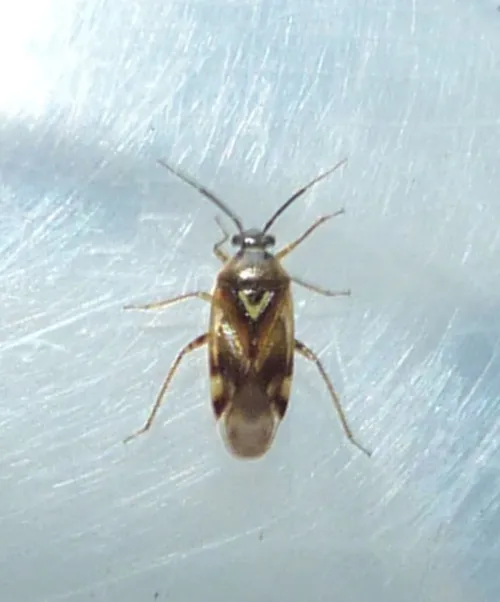 Orthops basalis - photo 2