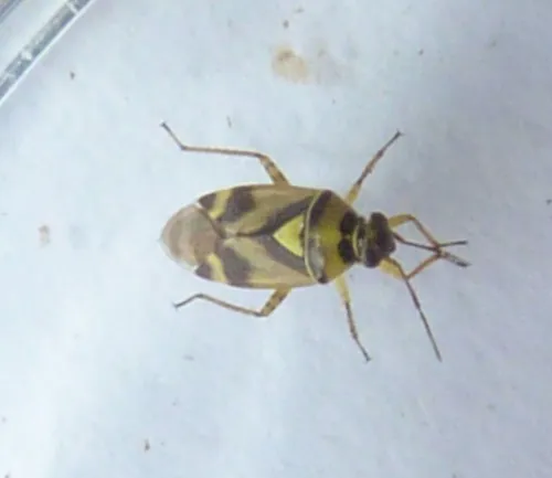 Orthops basalis - photo 3