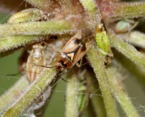 Orthops basalis - photo 4