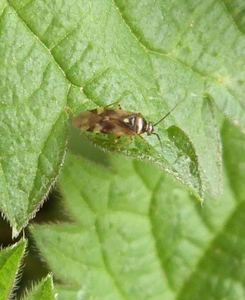 Orthops basalis - photo 5