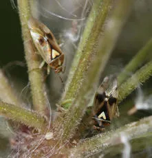 Orthops basalis - photo 6