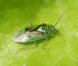 Orthops campestris