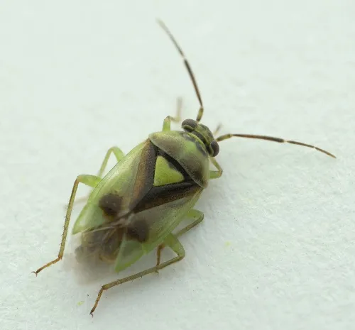 Orthops campestris - photo 2