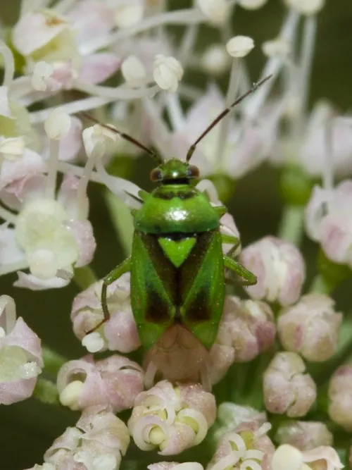 Orthops campestris - photo 4