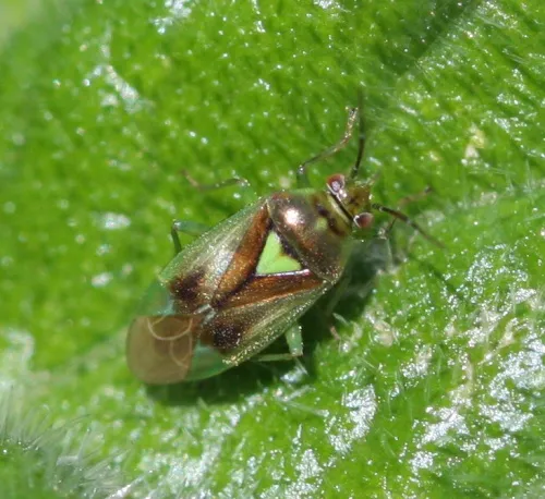 Orthops campestris - photo 7