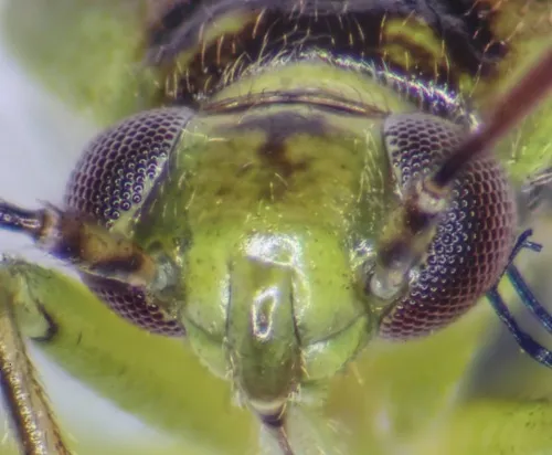 Orthops campestris - photo 8