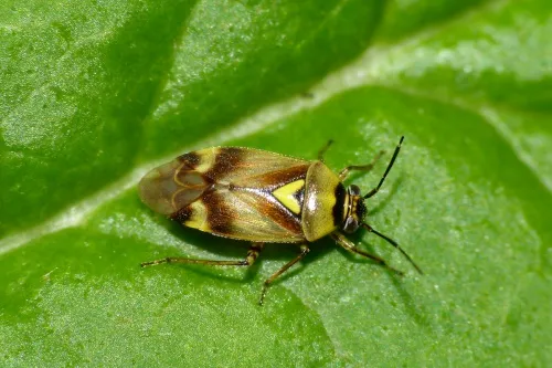 Orthops kalmii