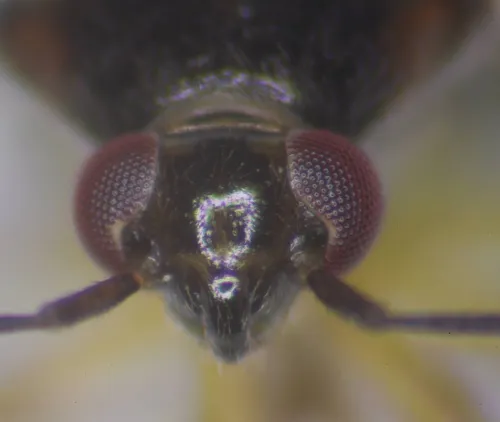 Orthops kalmii - photo 2