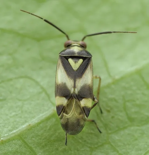 Orthops kalmii - photo 3