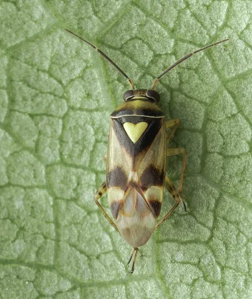 Orthops kalmii - photo 4