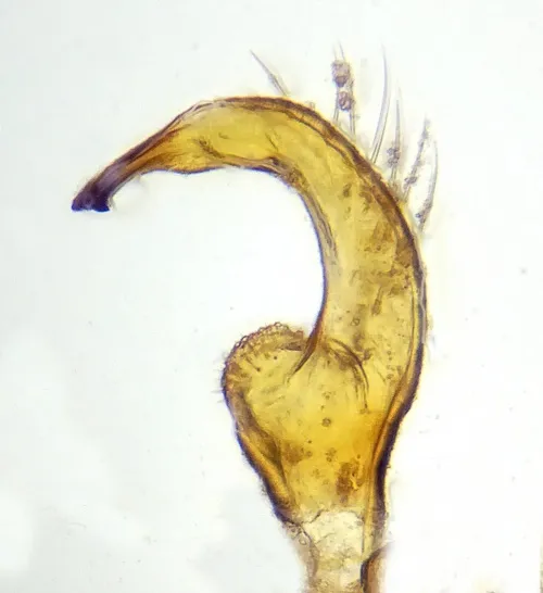 Orthops kalmii - photo 5