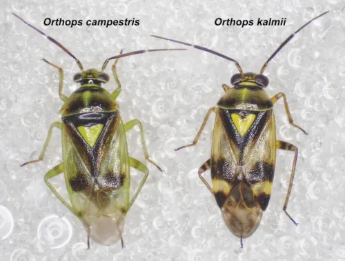 Orthops kalmii - photo 6