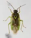 Orthops scutellatus