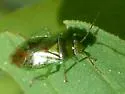 Orthops scutellatus - photo 2
