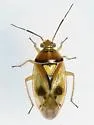 Orthops scutellatus - photo 3