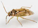 Orthops scutellatus - photo 4