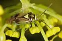 Orthops scutellatus - photo 5