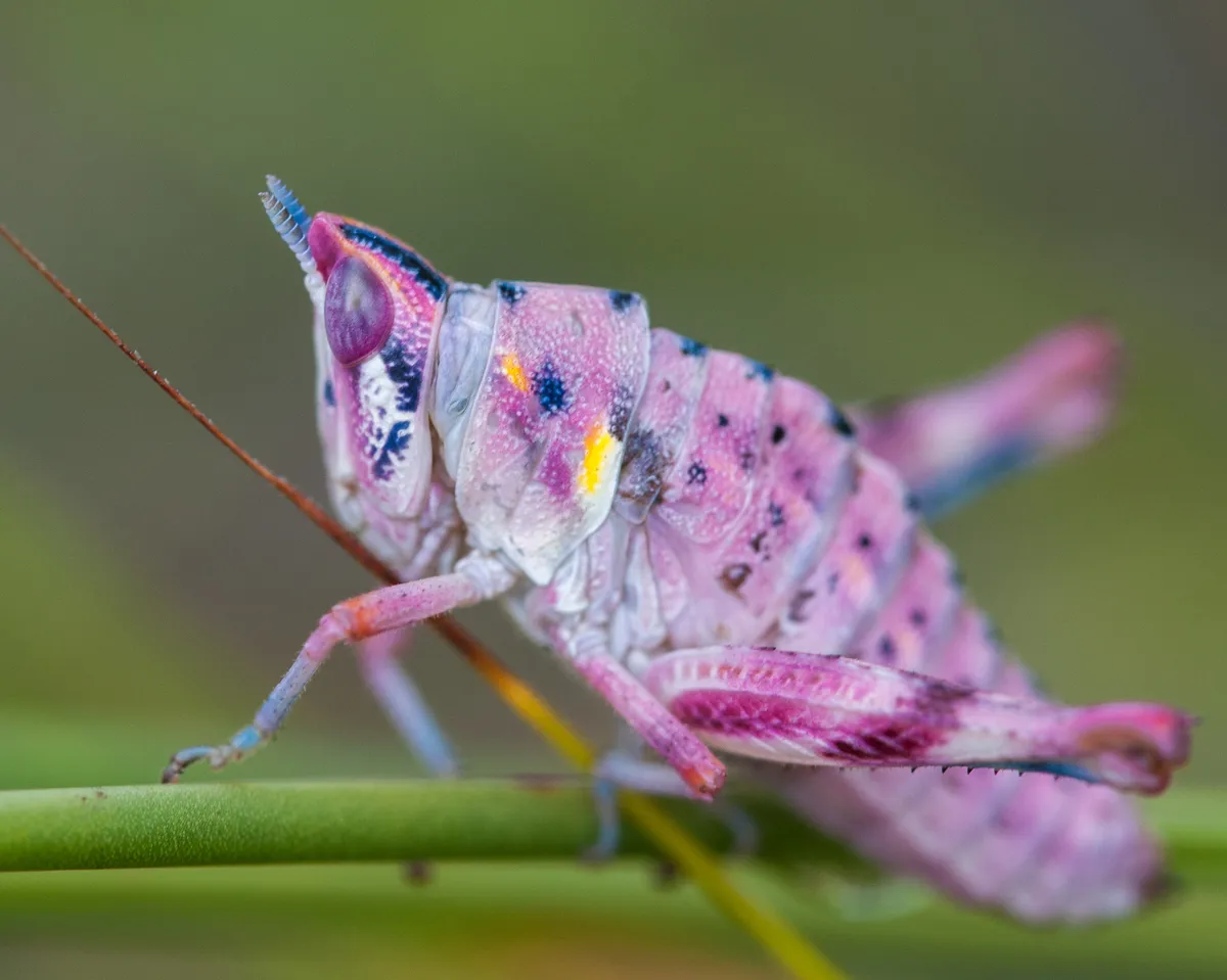 Grasshoppers, Crickets, Katydids - photo 2