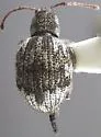 Orthoptochus squamiger - Orthoptochus squamiger