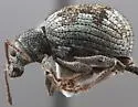 Orthoptochus squamiger - photo 2