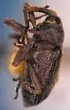 Orthoris crotchi - photo 2