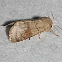Gray Quaker - Hodges#10491