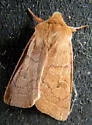 Gray Quaker - Hodges#10491 - photo 2