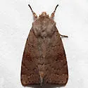 Gray Quaker - Hodges#10491 - photo 3
