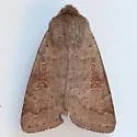 Gray Quaker - Hodges#10491 - photo 4