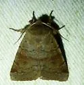 Gray Quaker - Hodges#10491 - photo 5