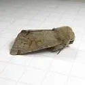 Orthosia annulimacula - Hodges#10497