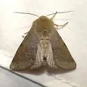 Orthosia annulimacula - Hodges#10497 - photo 2