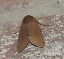Orthosia annulimacula - Hodges#10497 - photo 3
