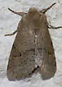 Orthosia annulimacula - Hodges#10497 - photo 4