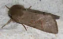 Orthosia annulimacula - Hodges#10497 - photo 5