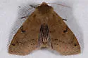Orthosia arthrolita - Hodges#10489