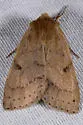 Orthosia arthrolita - Hodges#10489 - photo 2