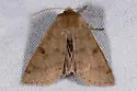 Orthosia arthrolita - Hodges#10489 - photo 3