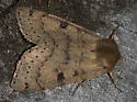 Orthosia arthrolita - Hodges#10489 - photo 4