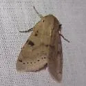 Orthosia arthrolita - Hodges#10489 - photo 5