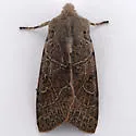 Orthosia behrensiana - Hodges#10485