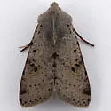 Orthosia behrensiana - Hodges#10485 - photo 2