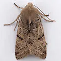 Orthosia behrensiana - Hodges#10485 - photo 3