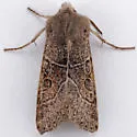 Orthosia behrensiana - Hodges#10485 - photo 4